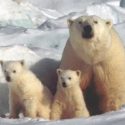 Weekly Message from Polar Bear