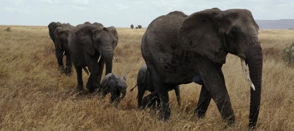 Insights from Elephant…