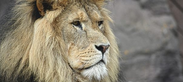 Insights from Lion…