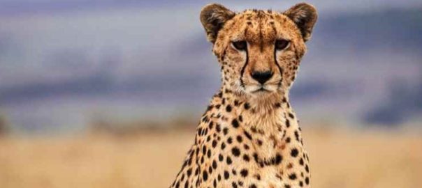 Insights from Cheetah…