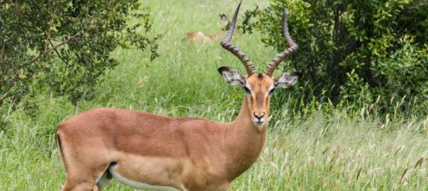 Insights from Impala…