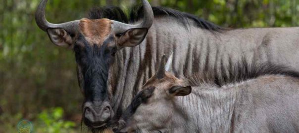 Insights from Wildesbeest!  (Gnu)