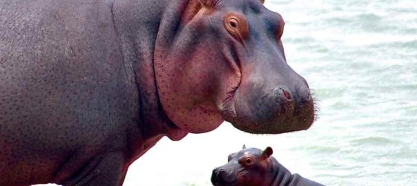 Insights from Hippo